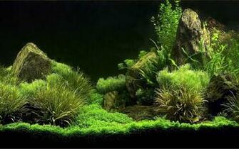 Fonds D Cran Aquarium Tous Les Wallpaper