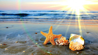 Summertime Sea Creatures Wallpaper