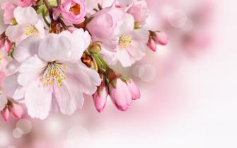 Spring Flowers Wallpaper Phone Is 4k