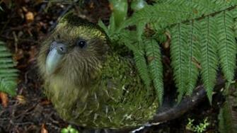 Best Kakapo Wallpaper