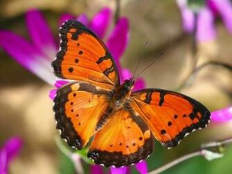 Beautiful Butterflies Wallpaper
