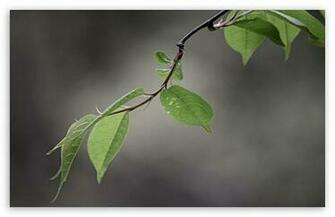 Green And Gray Leaves HD Wallpaper For Standard Fullscreen