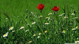 Green Field Spring Wallpaper