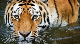 HD Animals Background