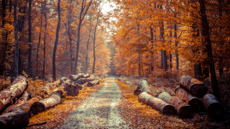 Nature Fall 4k Ultra HD Wallpaper By Novidry