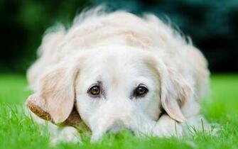 Golden Retriever Wallpaper HD