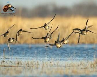 Duck Hunting Background