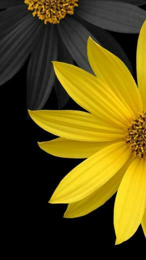 Flowers More Search Simple Flower iPhone Wallpaper Tags Black