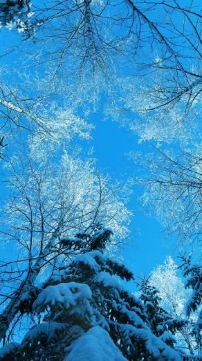 Tops And Blue Sky iPhone 5s Wallpaper