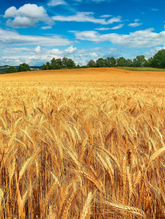 Wheat Field 4k Wallpaper