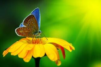 Wallpaper Butterfly Insect Flower Drops Yellow Green Bright