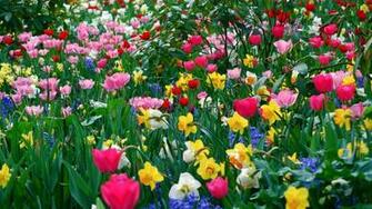 Wallpaper Tulips Daffodils Flowers Meadow Beauty Spring
