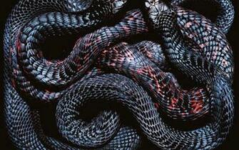 Snakes Wallpaper