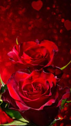 Red Roses iPhone 6s Plus Wallpaper Gallery Yopriceville High