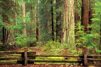 Wallpaper Forest Usa California Moss Redwood Fence Old