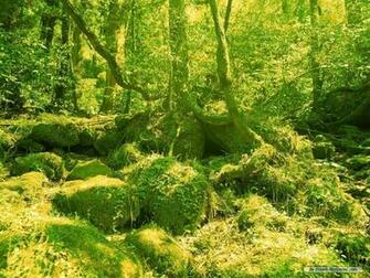 Wallpaper Nature Spring