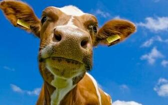 Wallpaper You Are Ing The Other Named Cow Head It Has