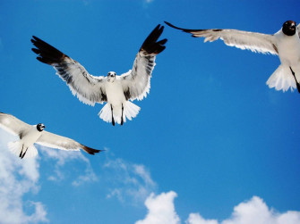 Birds Flying Wallpaper