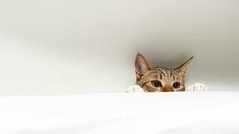 Cat Computer Wallpaper Desktop Background Id