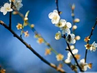 Bee Wallpaper HD Pictures One