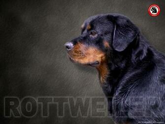 Wallpaper Rottweiler By Jctanamal Customize Org