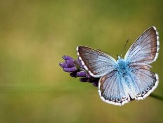 Dynamic Windows Themes F R Ihren Desktop Butterflies