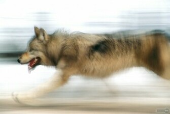 Wolf Wallpaper