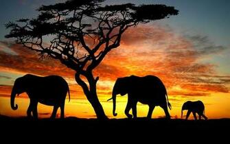 African Wallpaper Image