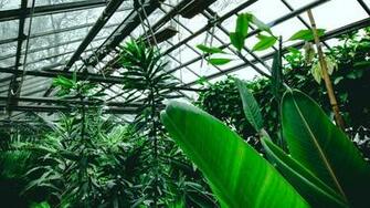 Wallpaper Greenhouse Plants Tropical Leaves