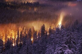 Forest Fire HD Wallpaper Background Of Your Choice