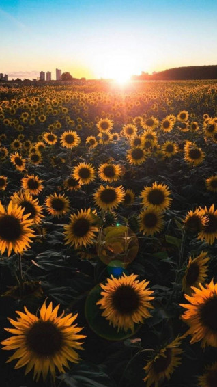Sunflower Aesthetic Wallpaper