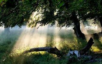 Related Pictures Mystical Forest Wallpaper Car