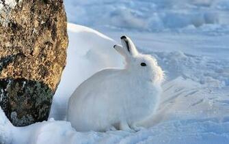 Arctic Hare Wallpaper Animal Lovers