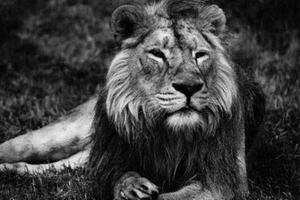 Lion Wallpaper Black And White