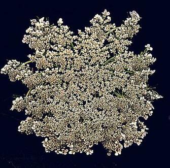 Queen Annes Lace Series White With Navy Background Print By Kathy