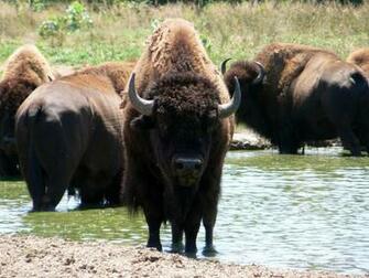 American Buffalo Bison