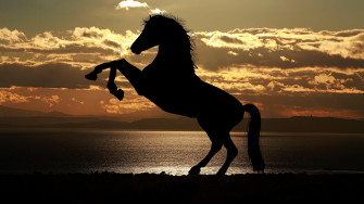 Wallpaper 4k Horse Sunset Sea Light Reflections
