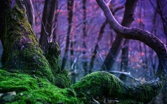 Mossy Tree Trunk Wallpaper