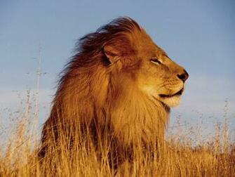 HD Lion Pictures Lions Wallpaper Animal