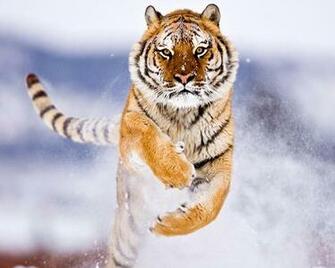 Wallpaper Beautiful Tiger HD