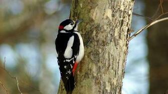 Woodpecker HD Wallpaper