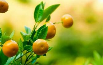 Naranjas HD Imagenes Wallpaper Gratis Paisajes