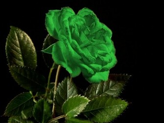 Green Rose Background Wallpaper