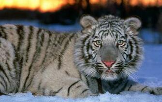 Tiger Desktop Wallpaper