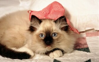 Siamese Cat Desktop Wallpaper