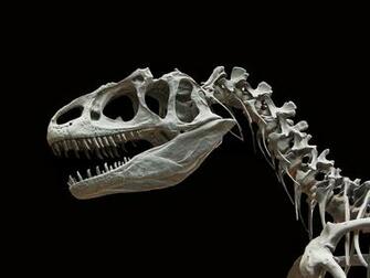 Awesome Dinosaur Wallpaper Designs Dinopit