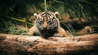 Baby Tiger HD Background Wallpaper Amazing Wallpaperz