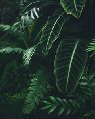 Plant Aesthetic Wallpaper Top Background