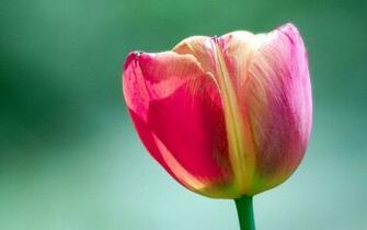 Inch Widescreen Photography Wallpaper Digital Nature