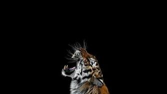 Tiger Angry Photography Background Wallpaper Animals